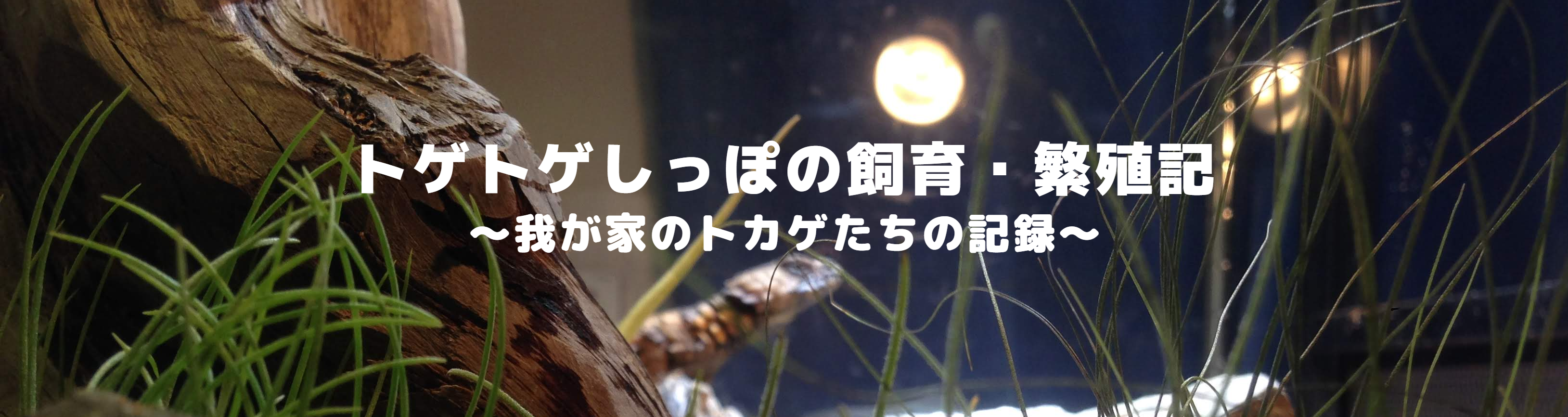 トゲトゲしっぽ ヒーロー画像 – アルマジロトカゲ