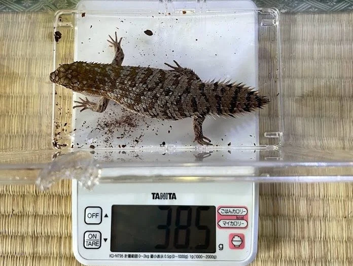 オス個体、38.5g。