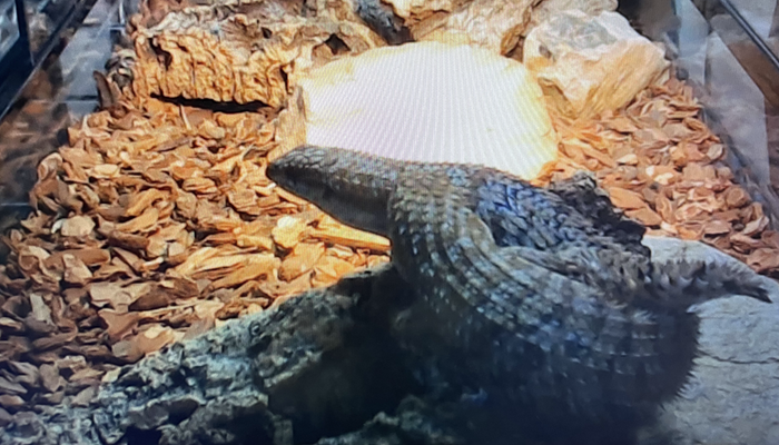 Featured image of the post