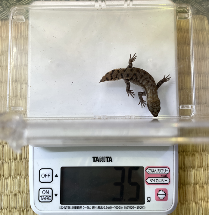 2025CBの体重