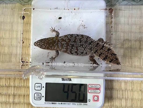 メス個体、45.0g。ちょっと太り気味。