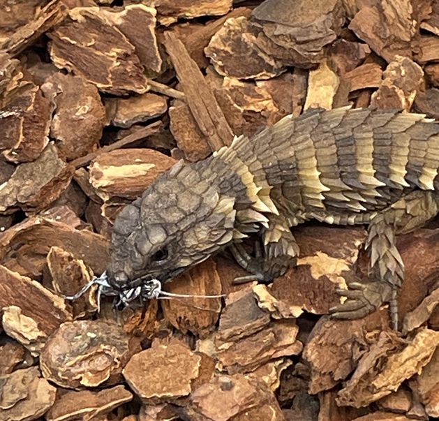 Image in a image block