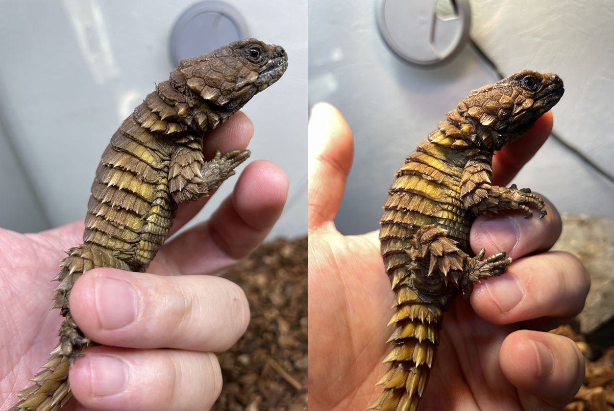 Image in a image block