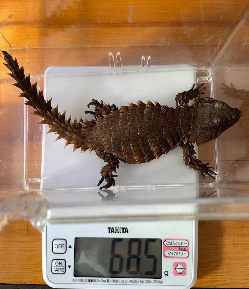 例年通り