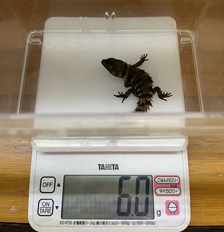 ベビーの体重はだいたいこの大きさで産まれてきます