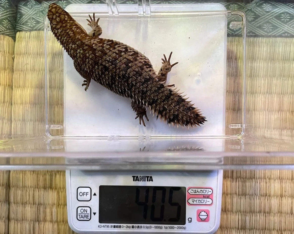 8.5g減少してしまったメス。本当にお疲れさま。
