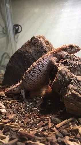 先代ですが、分かりやすい姿勢。