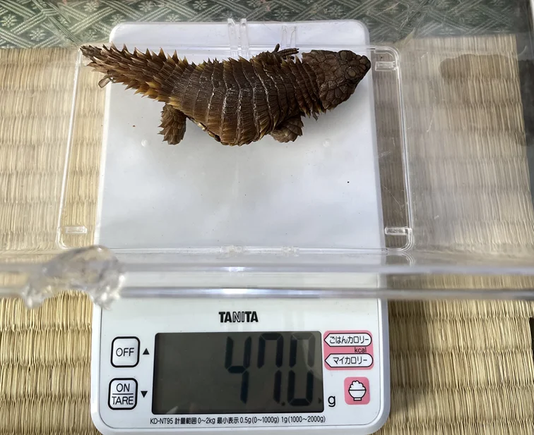 2025/02/09(日)のメス個体の体重
