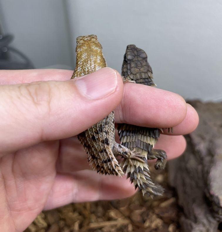 Image in a image block