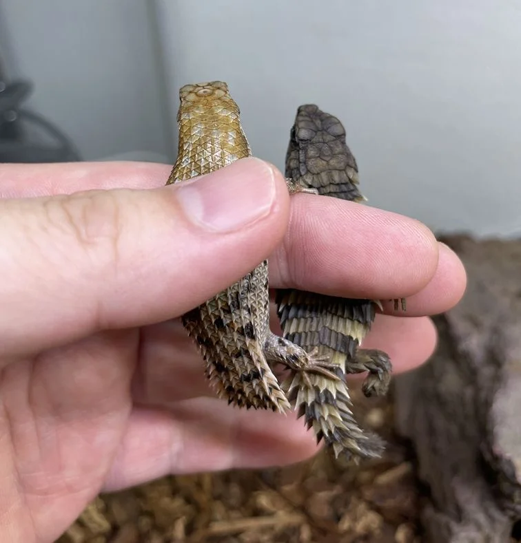 飼育を辞めようかと思ったこともあるけど、辞めなくて本当に良かった!
