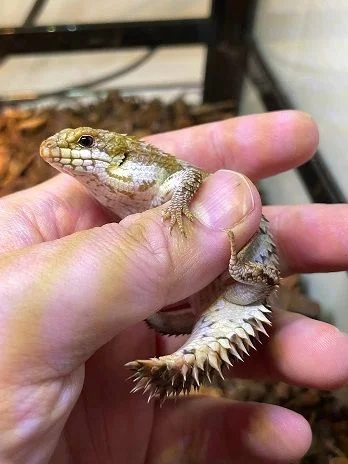 オス個体。くりっとした瞳。